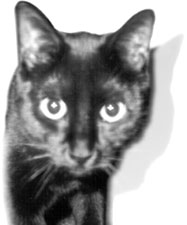 Pepper the cat